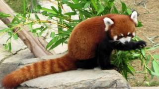 Report on the Red Panda