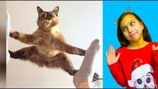 СМЕШНЫЕ КОТЫ и СОБАКИ! ЛУЧШИЙ НЕ ЗАСМЕЙСЯ ЧЕЛЛЕНДЖ Funny Cats Dogs Попробуй не засмеяться Валеришка