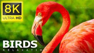 8K BIRDS  - THE WORLD OF BIRDS IN 8K ULTRA HD/8K TV