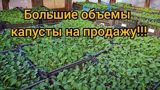 Как мы выращиваем большие объемы рассады капусты на продажу!