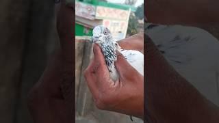 funny pigeon video  || #funnyvideo #pets #shorts  #ytshorts  #viralshort