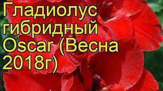 Гладиолус гибридный (Oscar). Краткий обзор, описание характеристик, где купить луковицы