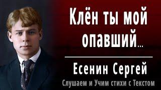 Сергей Есенин "Клён ты мой опавший..." - Слушать и Учить аудио стихи