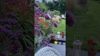 Evening from our summer garden  #garden #gardeningvideos #cottagegarden #flower #diygardening