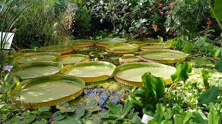 Botanical Garden of the University of Potsdam - Part 2