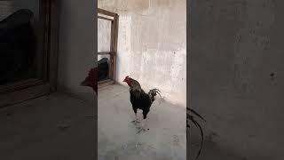 Ryan Chicks farm's 5 dangerous aseel #aseelmurga #aseellovers #rooster #alnassma #zabka #qeelin