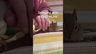 SWINGING CHIPMUNK - Daily Life Vlog September 21, 2024 with Steve and Shannon Anderson