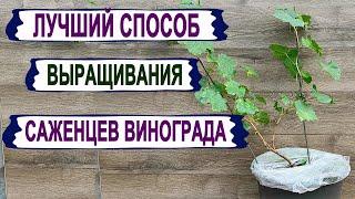  Лучший СПОСОБ ВЫРАЩИВАНИЯ саженцев ВИНОГРАДА . Обязательно ЭТО сделай в СЛЕДУЮЩЕМ ГОДУ.