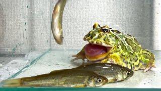 Swallow fish one after another / Pacman frog , African bullfrog【LIVE FEEDING】