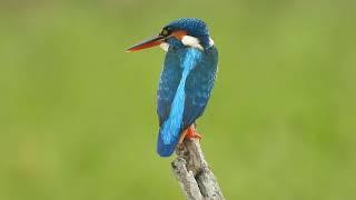 Kingfishers #kingfisher #alcedo #birds #birdwatching #birdlovers #bird #animals #nature #natural