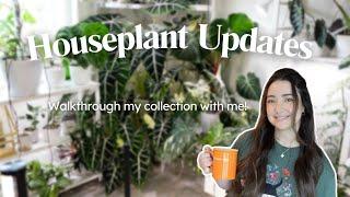 September Houseplant Collection Update 