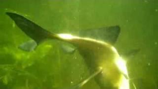 Подводная охота Разное.mp4. Spearfishing.Записки охотника