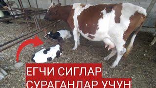 СЕШАНБА МОЛ БОЗОРИ ЙАНГИ НАРХЛАРИ БОЗОР УДАР БУЛДИ