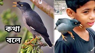 কথা বলা পাখি//শালিক পাখি কথা বলে//talking bird// kotha bola salik pakhi 2022//talking for pray