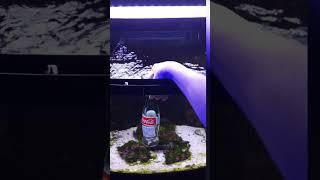 Mantis Shrimp Punching Glass! 