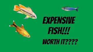 The $8.00 Tetra.  Is it worth it?  A look at my mail order fish!