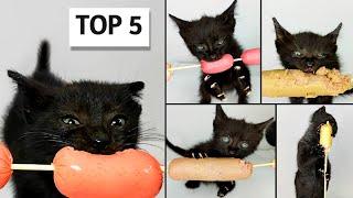 TOP 5 Kitten Eating Sausage ASMR Compilation