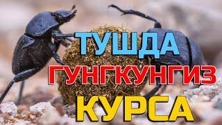 Тушда Гунгкунгиз курса - Tushda Go'ngqo'ng'iz ko'rsa