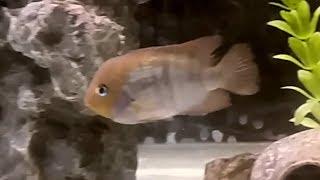 T-Bar (Sajica) Cichlid care guide - how to care, tank mates, feeding and breeding T-Bar cichlids