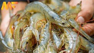 Modern Shrimp Farming  In Aquaculture Technology | shrimp Harvesting And Packing | Modern Farm#18