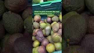 New Zealand Avocados 