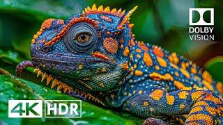 Best of Dolby Vision 4K HDR 60FPS (4K Video)