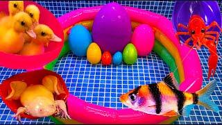 Colorful Surprise Eggs, Duck, Ducklings, Lobster, Snake, Koi Fish, Frog, Butterfly Fish, Goldfish