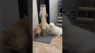 Ginger & Snowflake / funny kittens / gatitos / gatinhos / gattini / chatons / kätzchen / katjes