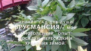 БРУГМАНСИЯ//Мой многолетний опыт размножения черенками, посадки, пересадки и сохранения зимой.