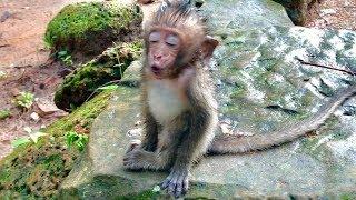 OMG! Pity Baby Donny Crying So Said Find Mom Because Shaking Cool After Big Rain.