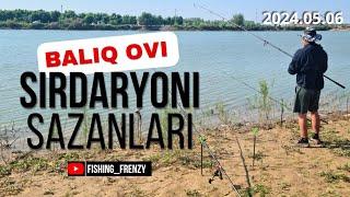 BALIQ ovi SIRDARYODA bu SAZANLAR jonga tegdi #fishing #carpfishing #carp #fish