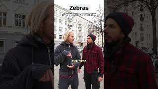 1 day vs 10 years in Germany | Zebras 