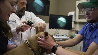 CSU Veterinary Hospital Tour