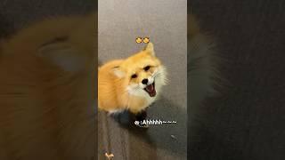 Fox like to pamper people! #funny #funnypets #fypage #animals