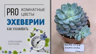 Эхеверия | Королева суккулентов | Каменная роза или каменный цветок