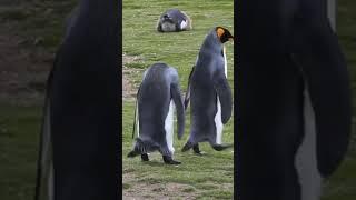 King penguins playing with each other mating  shorts  wildlife1080P HD