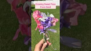 Sowing my sweet pea seeds  Leave a comment on what seeds you’re starting! #sweetpeas #gardening