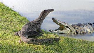 Crocodile Vs Monitor Lizard In A Big Battle - Who Win