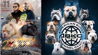 ABKC SHOW RUSSIA I ВЫСТАВКА СОБАК ПИТЕР I BEST OLD ENGLISH BULLDOG