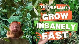 Eleven Fast Growing Indoor Plants - Easiest + Fastest Growing Houseplants