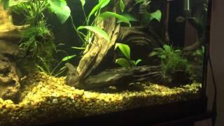 Planted Salvini full tank vid + bonus dachshund ending