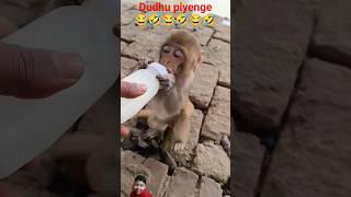 Dudhu piyenge  #bandar #cute #monckey #funny #monkey05 #mongkey #animation #cartoon #monkey