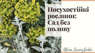 Сад без поливу: Посухостійкі рослини для відкритої сонячної ділянки