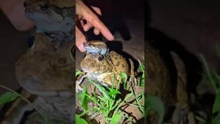 Funniest frog hand | BULLFROG with RAIN FROG | Funny frog jump | Animal for funny | Funny Frog