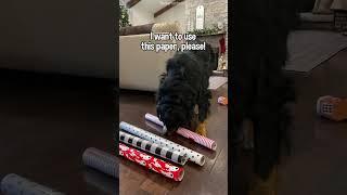 My Dog Picks Out a Christmas Gift for His Grandma... and He Helped Wrap It Too