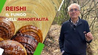 REISHI, Fungo dell'IMMORTALITÀ