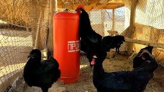 Black prince chickens/qora shaxzoda  gigant tovuqlar