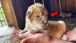 Dog adopted two tiny lion cubs and raised them as her own puppies