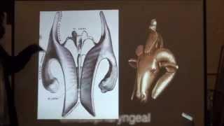 Anatomy and Physiology of Atum