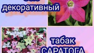 Табак крылатый Саратога. Посев табака